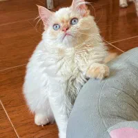 پرشین صورت عروسکی