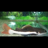 ماهی ردتیل و دراگون