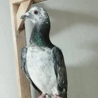 کفتر|پرنده|چناران, |دیوار