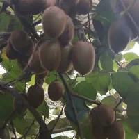 فروش کیوی هایوارد|عمده‌فروشی|املش, |دیوار