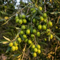 آینده سبز از همین امروز شروع میشود|خدمات باغبانی و درختکاری|نیشابور, دارایی|دیوار