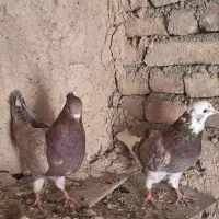 کبوتر تهرانی|پرنده|کوهدشت, |دیوار