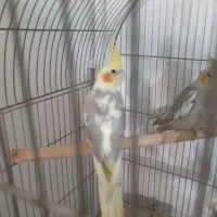 عروس هلندی ابلغ وخاکستری