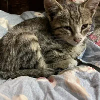 واگذاری رایگان بچه گربه