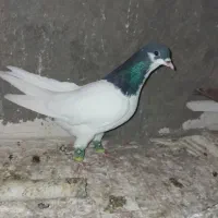 جفت شصطی نروماده|پرنده|تاکستان, |دیوار