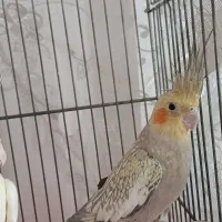 دو عدد عروس هلندی بسیار زیبا و سالم|پرنده|مشهد, فتح المبین|دیوار