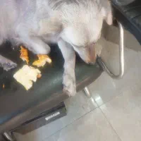 سگ رام رایگان|سگ|تهران, بیسیم|دیوار