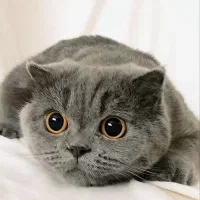 گربه اسکاتیش