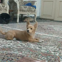 سگ گم شده هرکسی تحویل بده مژدگانی|سگ|مشهد, سرافرازان|دیوار