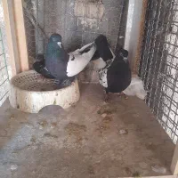 جفت سینه سیاه|پرنده|رفسنجان, |دیوار