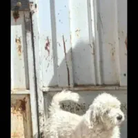 سگ‌دور رگ شیتزو تریر