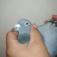 کبوتر پلاکی  مسافتی عراق|پرنده|سنندج, |دیوار