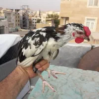 ۲عدد خروس گلین ۵ماهه واکسن خورده تخفیف پای معامله