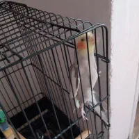 عروس هلندی نرسخنگو با قفس وسایل|پرنده|قدس, شهر‌قدس|دیوار