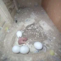 مرغ عشق|پرنده|تهران, مشیریه|دیوار