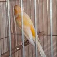 قناری نر مست