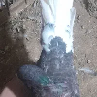 دمسفید خرمایی