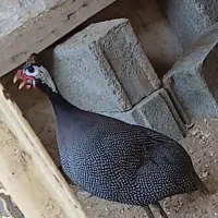 مرغ شاخدار نر فروش یا معاوضه ..