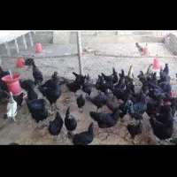 خروس ومرغ برای خرایت وچشم نظر تحویل درب منزل|حیوانات مزرعه|ساوه, |دیوار