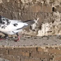 کله سیاه نر|پرنده|اهواز, کوی طلاب|دیوار