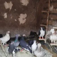 کفتر