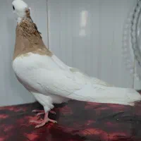 طوقی سینه ای شیرازی