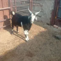 کهر نر