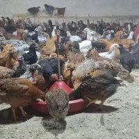 جوجه محلی|حیوانات مزرعه|کرمانشاه, |دیوار