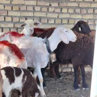 میش زاییده بره بزرگ 14تا