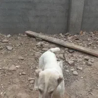 توله ماده خراسانی ۵ ماهه