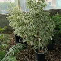 گل های آپارتمانی و باغچه ای