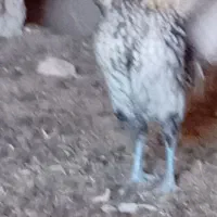 خروس میناتوری