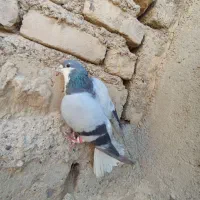 کبوتر سبز مگس سوسکی چاپی بور|پرنده|زهک, |دیوار