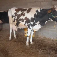 گاو هلشتاین با گوساله ماده ۸ کیلو شیرداره شرط