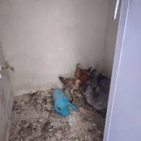 جوجه لاری و مرغ گلین|حیوانات مزرعه|ایجرود, |دیوار