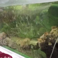 اکواریوم بزرگ|ماهی|خرمآباد, |دیوار