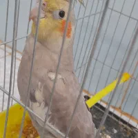 طوطی|پرنده|باوی, |دیوار