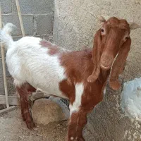 بز دو بزر سومالی و بویری|حیوانات مزرعه|سیراف, |دیوار