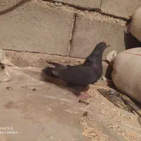 کبوتر پرشی بشرت|پرنده|بروجن, |دیوار