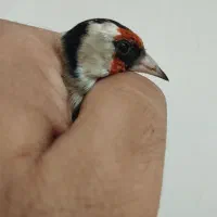 سهره|پرنده|اسلامشهر, شهرک مصطفی خمینی|دیوار
