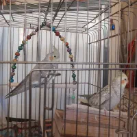 یک جفت عروس هلندی