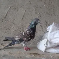 کبوتر معاوزه  با ماده. ساعتی