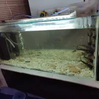 آکواریوم|ماهی|شیراز, شهرک بهار|دیوار