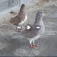 نرو ماده چپ قهوای شهری یقه بسته