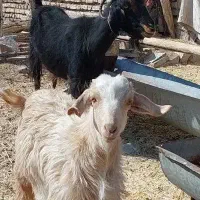 فروش بزوکهره دشت مرغاب