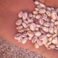 لوبیا چیتی، نیست درجهان