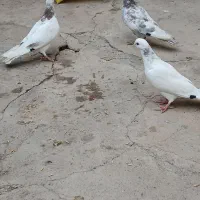 کبوتر پرشی|پرنده|مرند, |دیوار