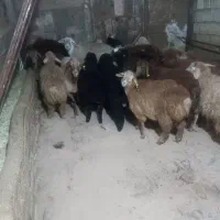 گوسفنده زنده دارای پلاک بهداشتی پخش درتهران