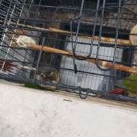 یک جفت گرینچیک سالم ‌ مخصوص جوجه کشی