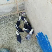 کفتر